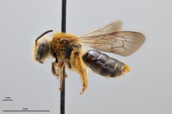 Media type: image;   Entomology 774014 Aspect: habitus lateral view